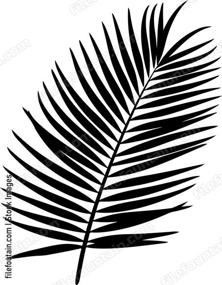 Palm Leaf