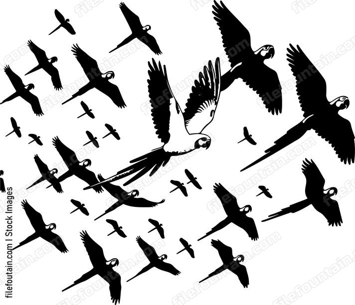 Parrot joining a flock in a synchronized flight display