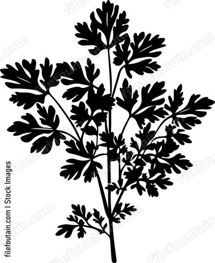 Parsley