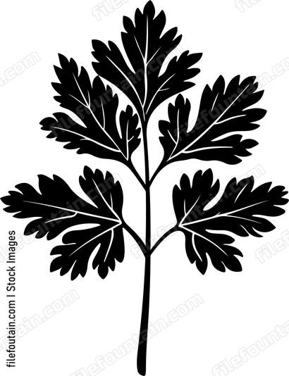 Parsley Leaf