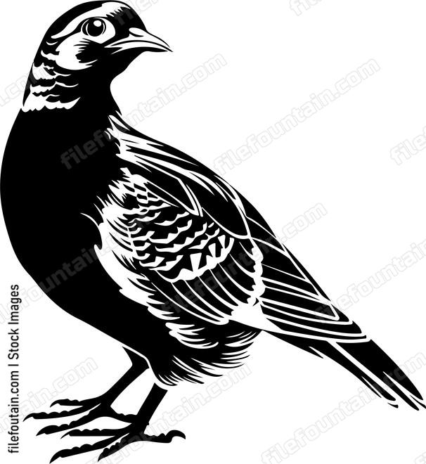 Partridge