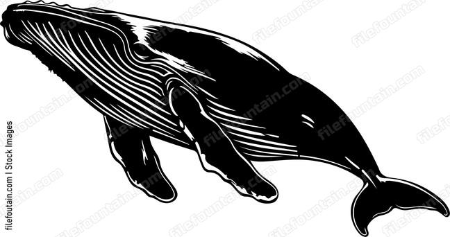 Peaceful Whale
