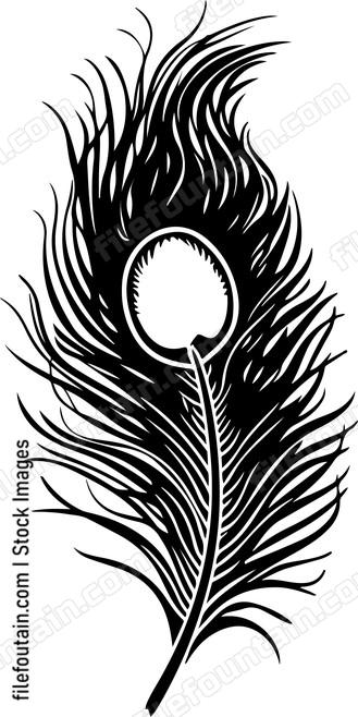 Peacock Feather