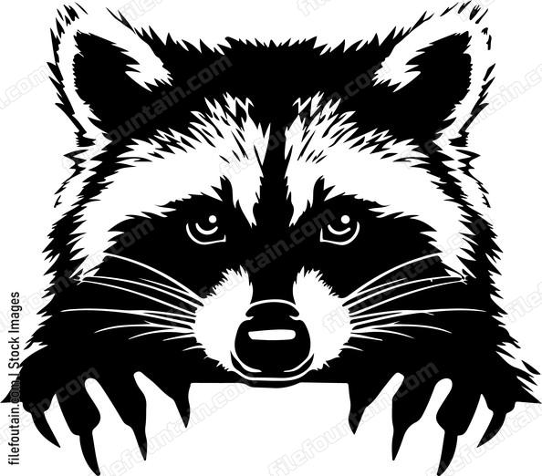 Peeking Raccoon