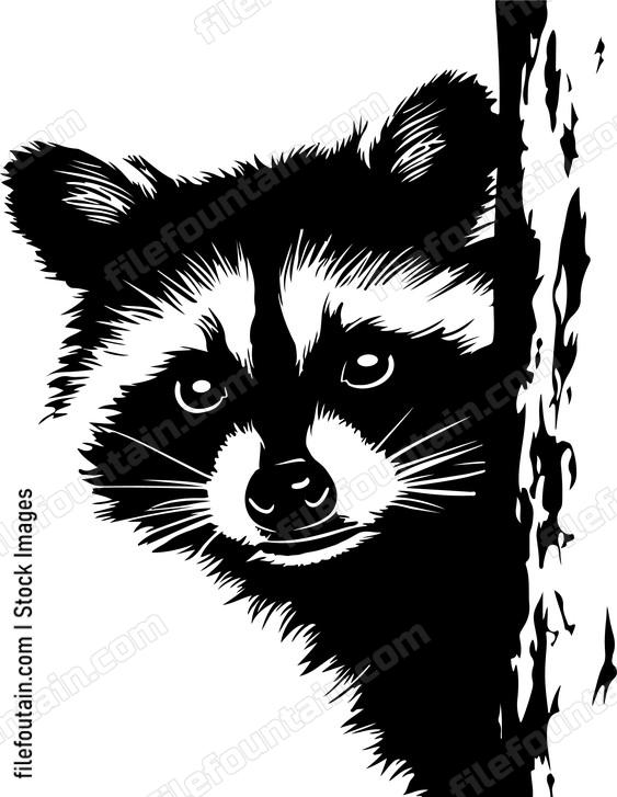 Peeking Raccoon