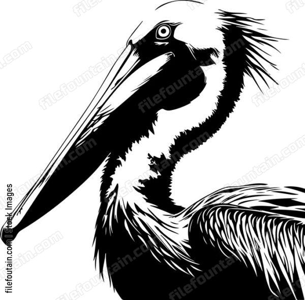 Pelican Head