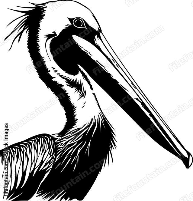 Pelican Head