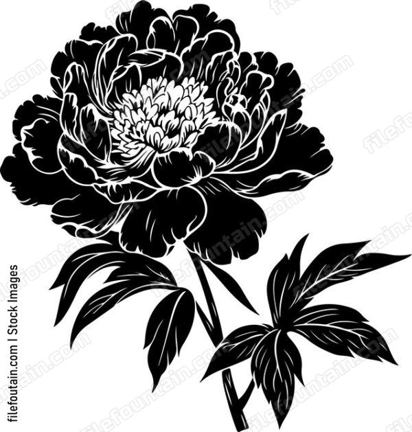 Peony Flower