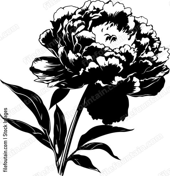 Peony Flower
