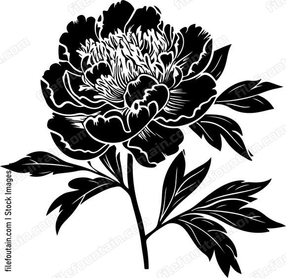 Peony Flower