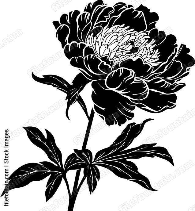 Peony Flower