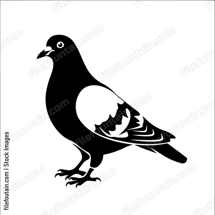 Pigeon