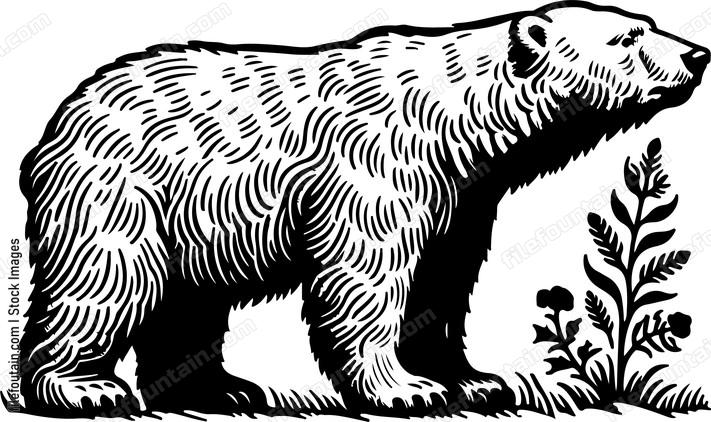 Polar Bear