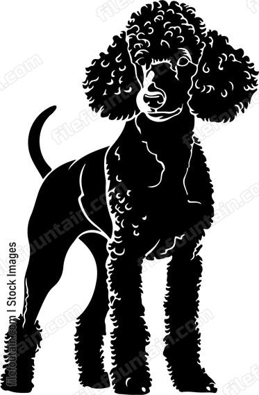 Poodle Dog