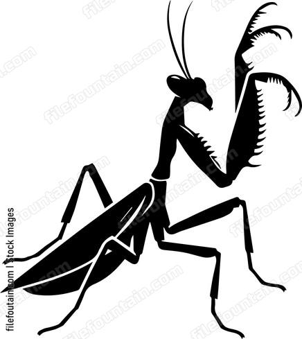 Praying Mantis
