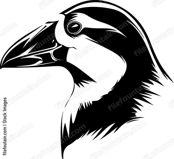 Puffin Bird Head