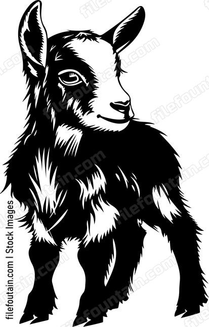 Pygmy Goat Baby
