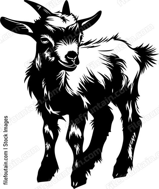 Pygmy Goat Baby