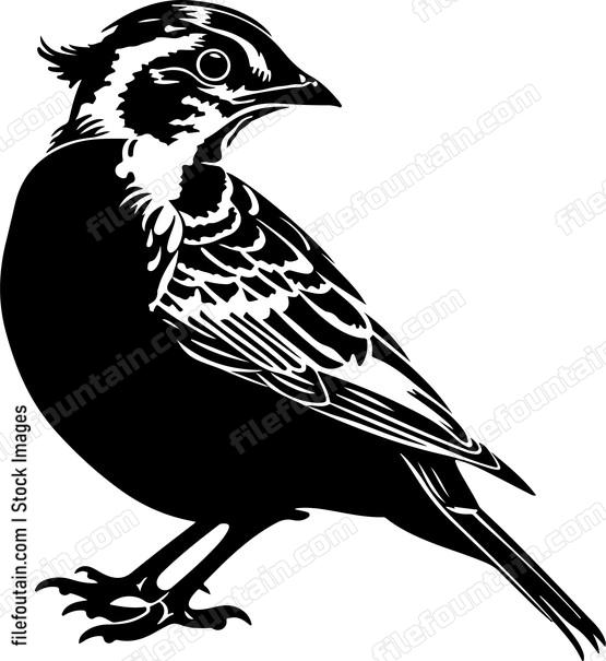 Quail