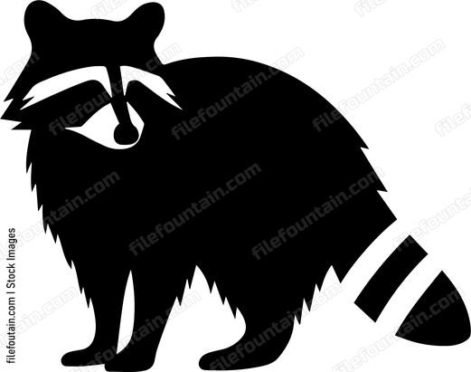 Raccoon