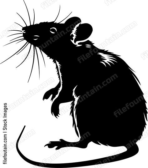 Rat