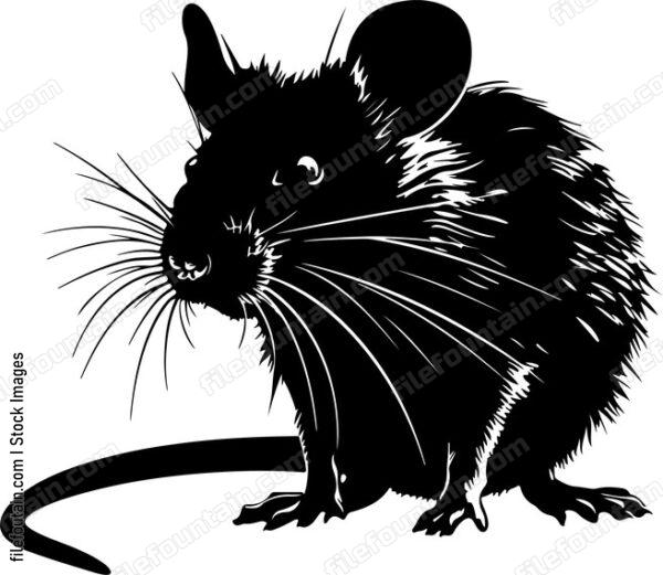 Rat