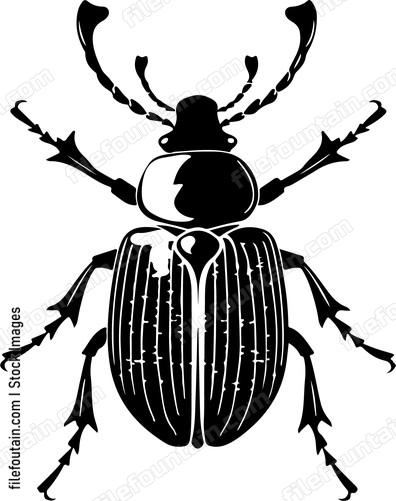 Red Palm Weevil