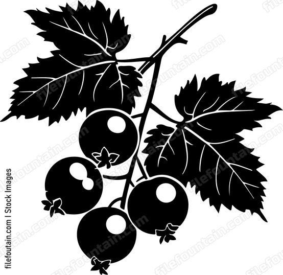 Redcurrant