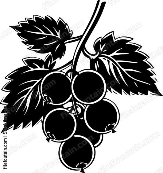 Redcurrant