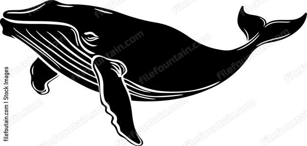 Right Whale