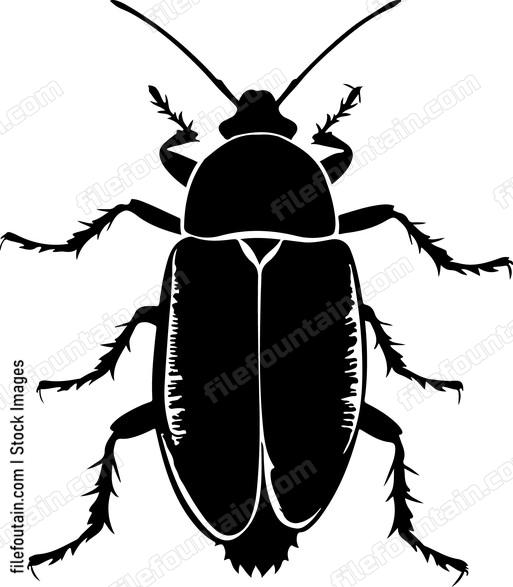 Roach