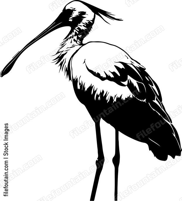 Royal Spoonbill
