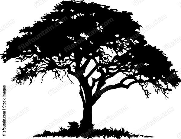 Safari Tree Africa