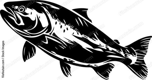 salmon fish