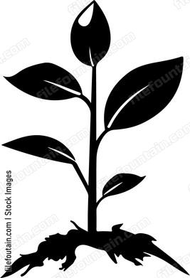 Seed Growing