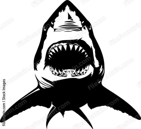 Shark Teeth