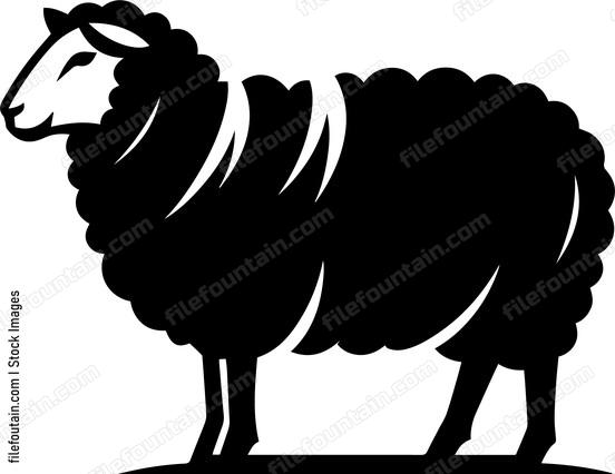 Sheep