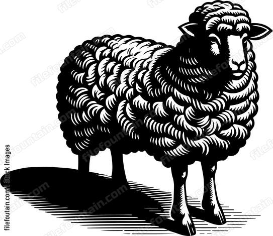 Sheep