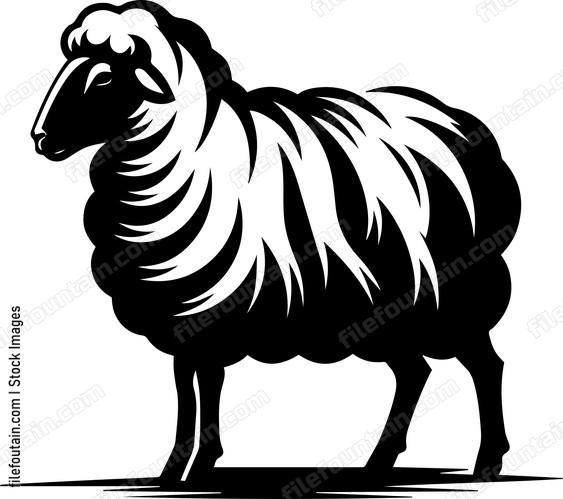 Sheep