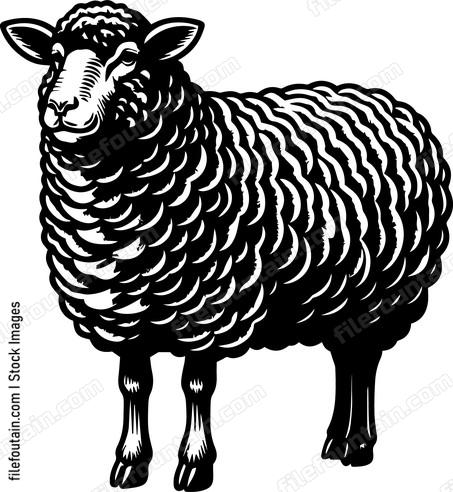 Sheep