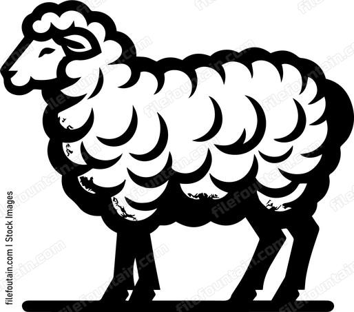 Sheep