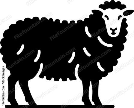 Sheep