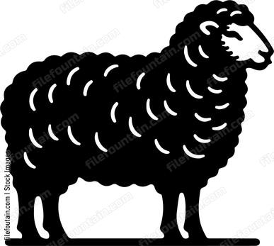 Sheep