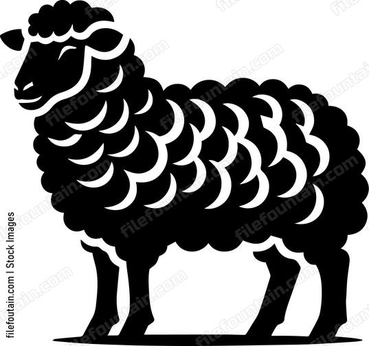 Sheep