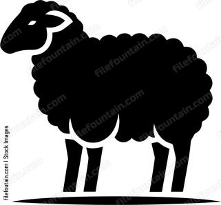 Sheep