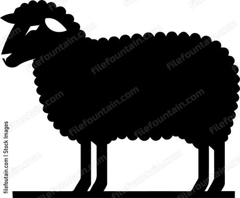 Sheep