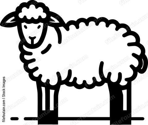 Sheep