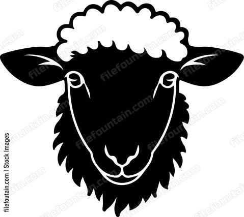 Sheep Staring