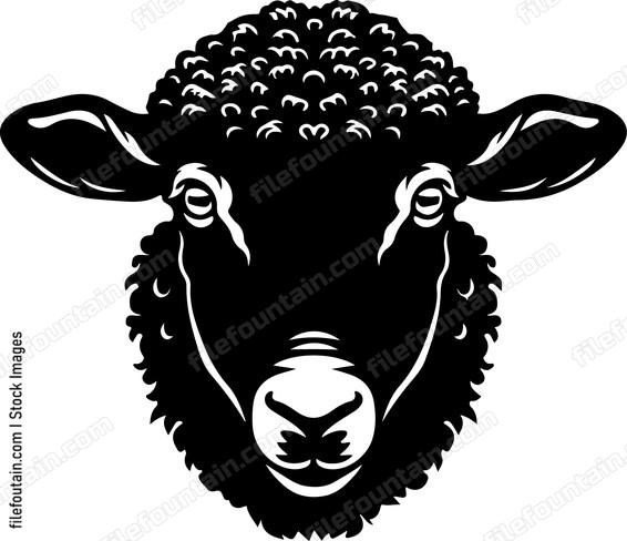 Sheep Staring