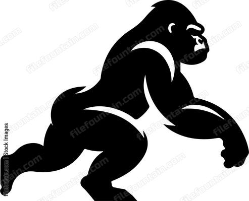 silverback gorilla moving to attack